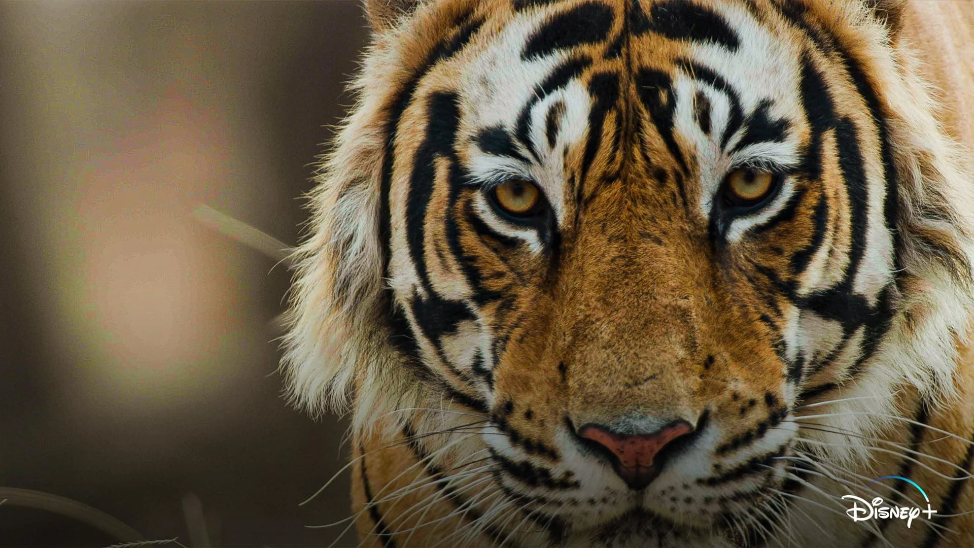 Tiger Tiger